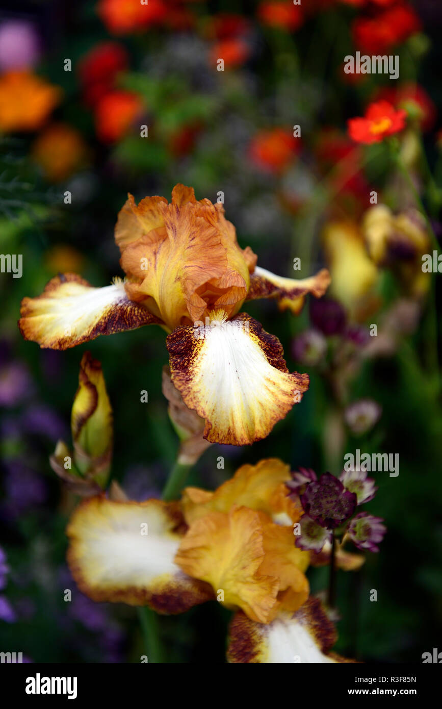 Iris Germanica rústico,cedro × Iris germanica Cedro rústico,alemán iris barbado,Flor,la floración,herrumbre, naranja, marrón Floral,RM Foto de stock