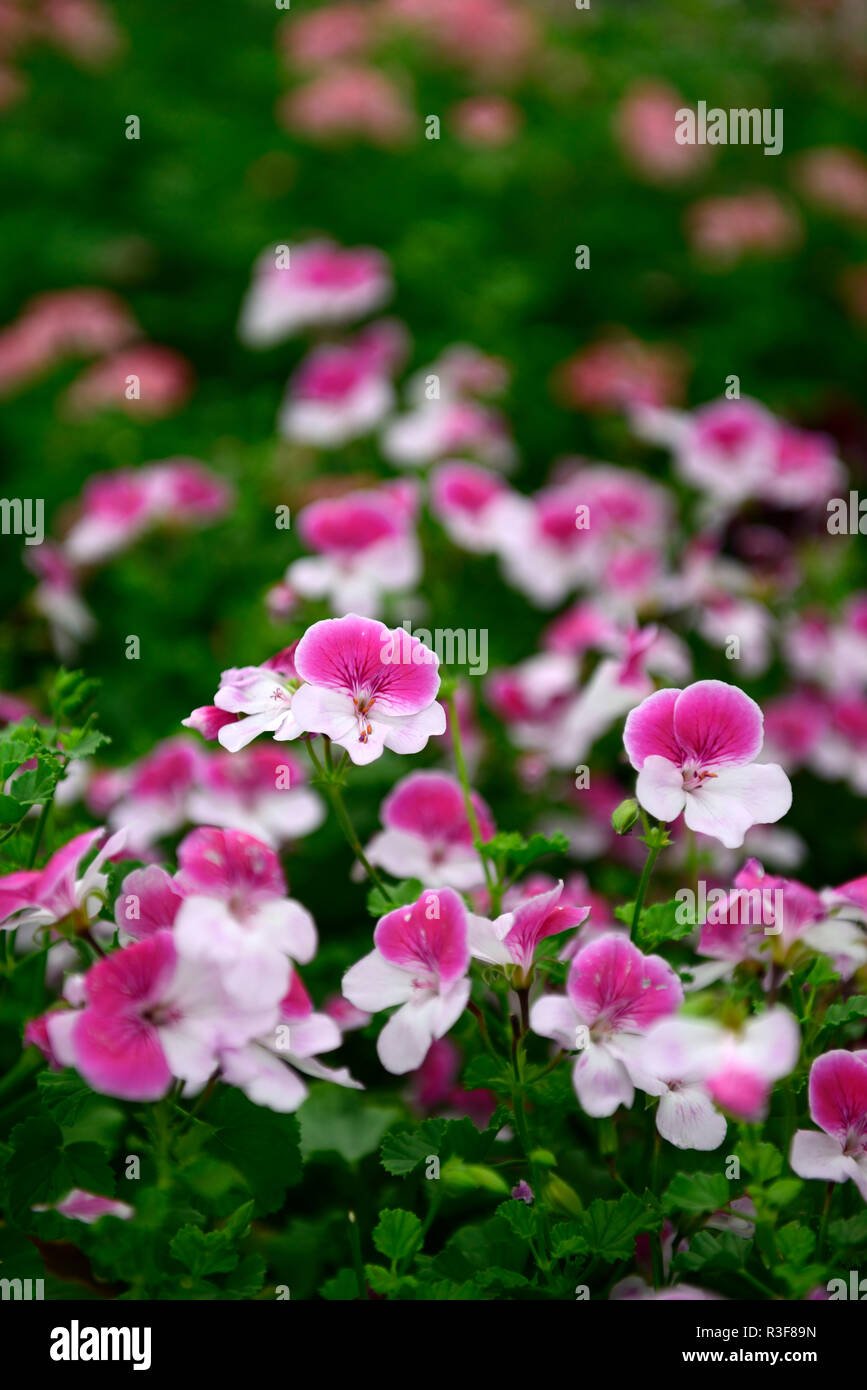 Flor de caramelo fotografías imágenes de alta resolución - Alamy