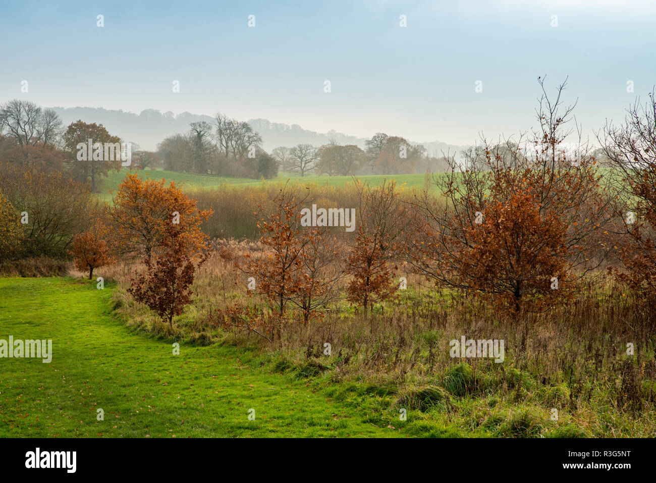 Escena de Invierno en Cheshire, Reino Unido con árboles con pocas hojas y brumoso paisaje Foto de stock