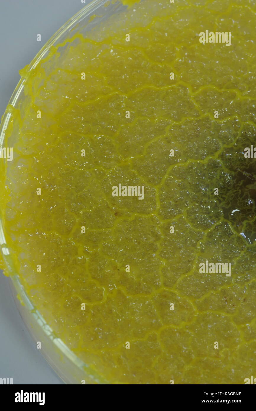 Limo amarillo Molde (Physarum polycephalum) creciendo y formando redes de Petri en agar. Proyecto de laboratorio de biología, Escocia, Reino Unido. Foto de stock