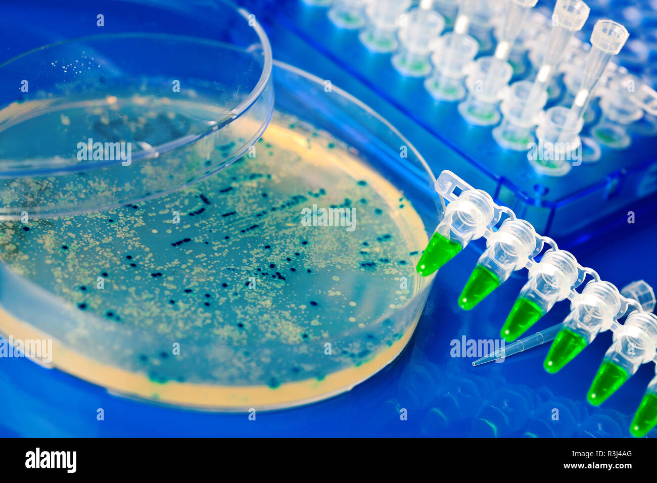 Placa de Petri con el crecimiento de los virus y las células bacterianas. micro orga Foto de stock