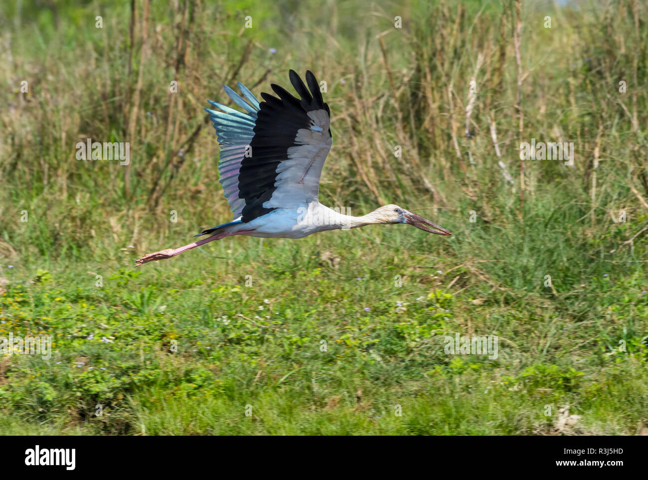 Asian Openbill Stork (Anastomus oscitans) en vuelo, el Parque Nacional de Chitwan, Nepal Foto de stock