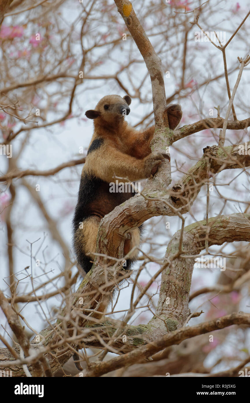 El oso melero (Tamandua tetradactyla) subirse a un árbol, el Pantanal de Mato Grosso, Mato Grosso, Brasil Foto de stock
