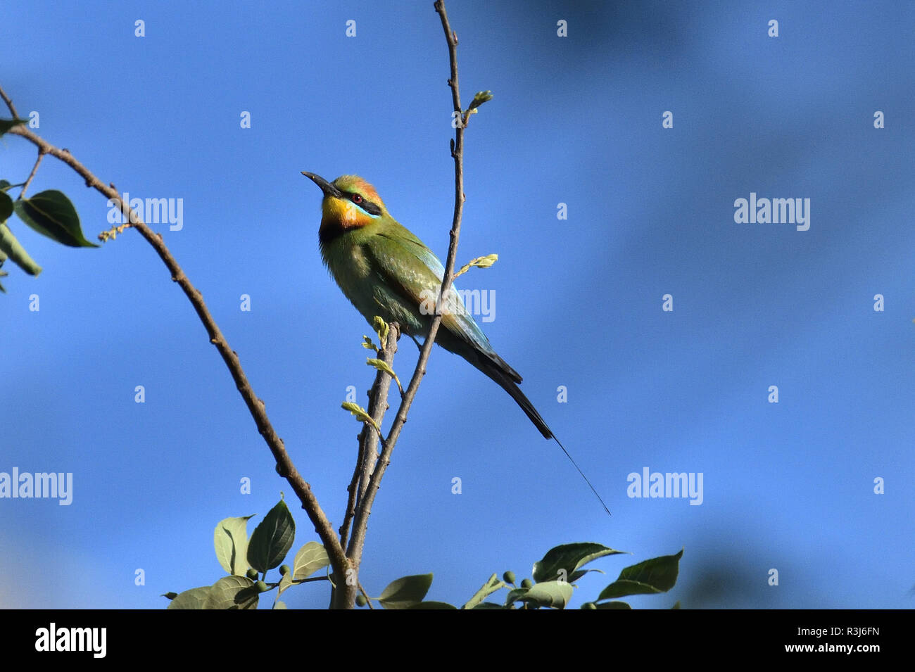 Un australiano, Queensland Rainbow masculino el abejaruco (Merops ornatus ) encaramado en la rama de un árbol en busca de las abejas Foto de stock