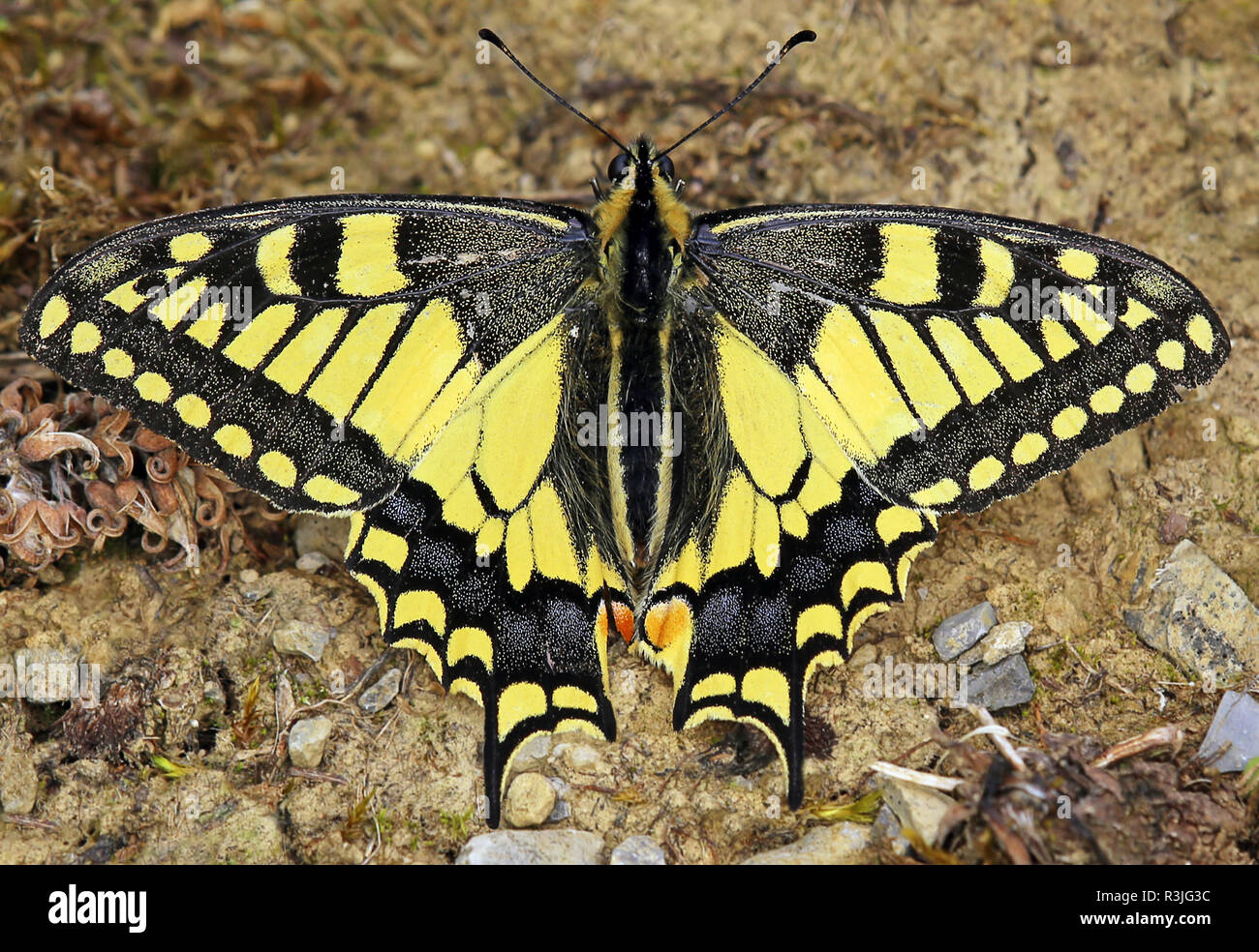 Especie Papilio machaon Foto de stock