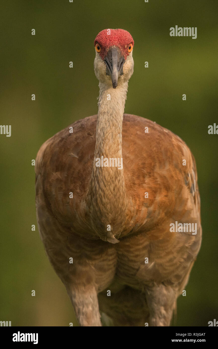 Un audaz Sandhill Crane (Grus canadensis) mirar directamente al fotógrafo. Fotografiado en un WI State Park, en Kettle Moraine State Forest. Foto de stock