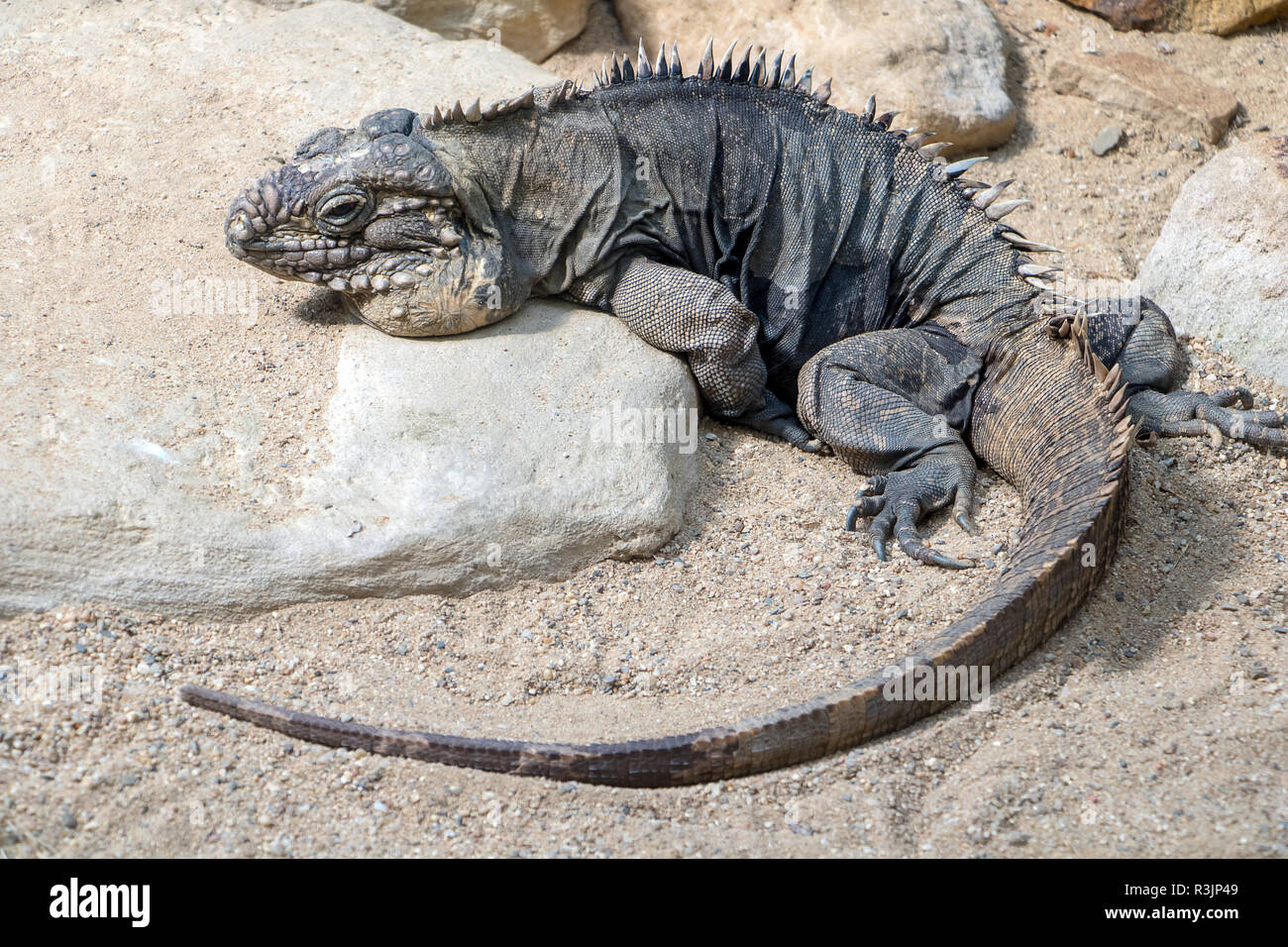 Suelo cubano - iguana Cyclura nubila tumbado sobre la roca. Foto de stock