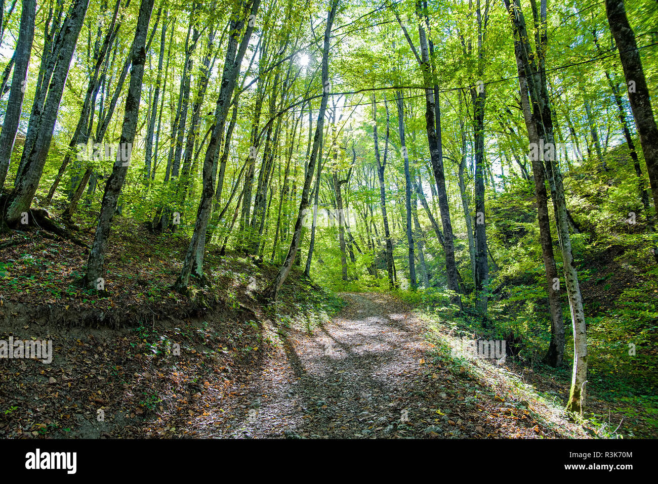 Ruta del bosque en un bosque de montaña verde en un día soleado Foto de stock