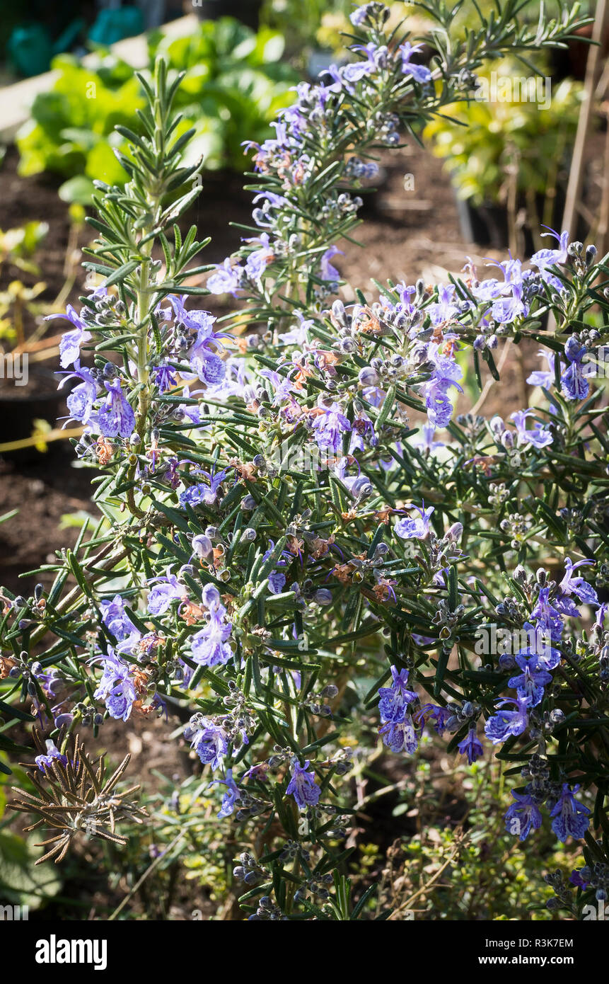 Rosmarinus officinalis azul Corsa crece en un jardín inglés en primavera Foto de stock