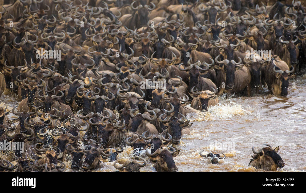 África. La República Unida de Tanzanía. Manada de ñus cruzando el río Mara durante la gran migración anual, el Parque nacional Serengeti. Foto de stock