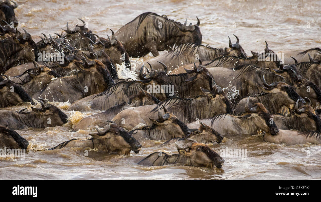 África. La República Unida de Tanzanía. Manada de ñus cruzando el río Mara durante la gran migración anual, el Parque nacional Serengeti. Foto de stock