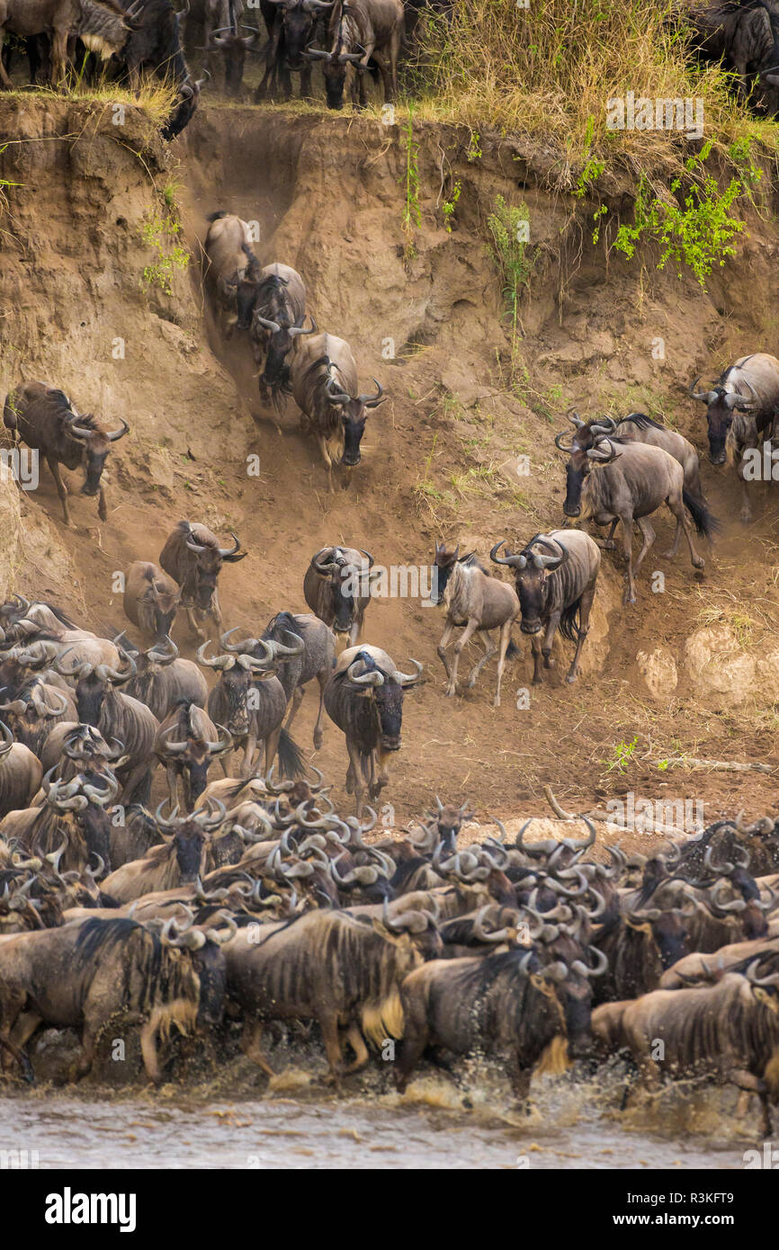 África. La República Unida de Tanzanía. Manada de ñus cruzando el río Mara durante la gran migración anual, el Parque nacional Serengeti. Foto de stock