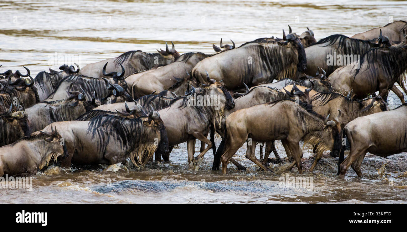 África. La República Unida de Tanzanía. Manada de ñus cruzando el río Mara durante la gran migración anual, el Parque nacional Serengeti. Foto de stock