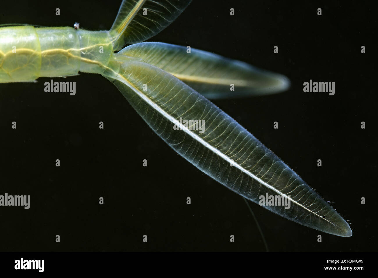 Larva Zygoptera Damselfly (sp), en una piscina, praderas du Fouzon, Loir-et-Cher, Francia Foto de stock