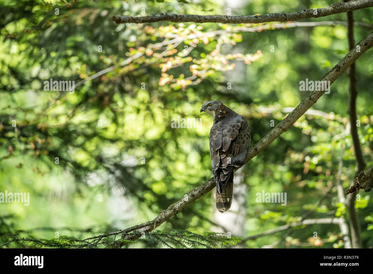 Eurasiática Gavilán (Accipiter nisus) en el bosque Sneznik, Eslovenia Foto de stock