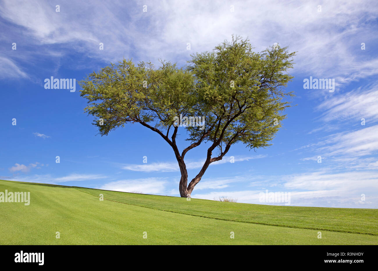 Árbol perfecto con el cielo azul y verde tierra Foto de stock