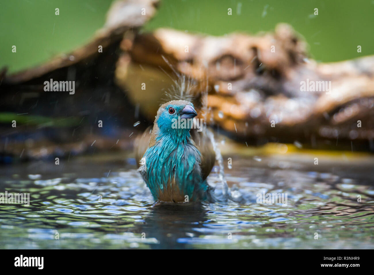 Cordonbleu azul-breasted (Uraeginthus angolensis) en el parque nacional de Mapungubwe, Sudáfrica. Foto de stock