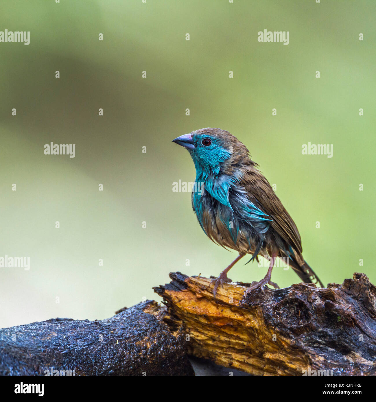 Cordonbleu azul-breasted (Uraeginthus angolensis) en el parque nacional de Mapungubwe, Sudáfrica. Foto de stock
