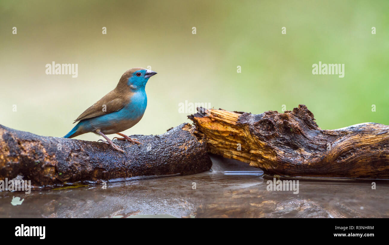 Cordonbleu azul-breasted (Uraeginthus angolensis) en el parque nacional de Mapungubwe, Sudáfrica. Foto de stock