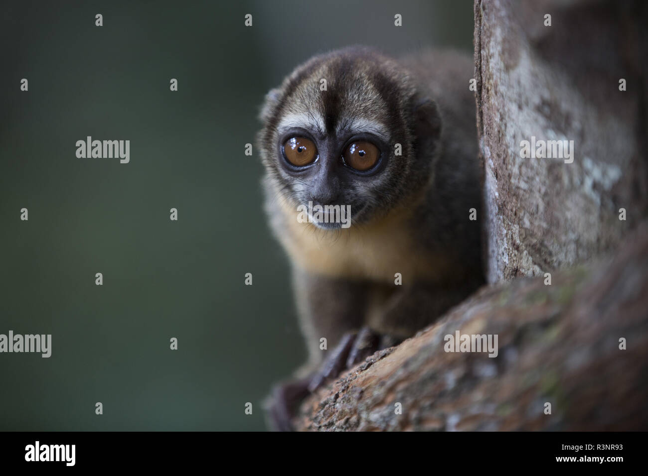 Mono nocturno fotografías e imágenes de alta resolución - Alamy