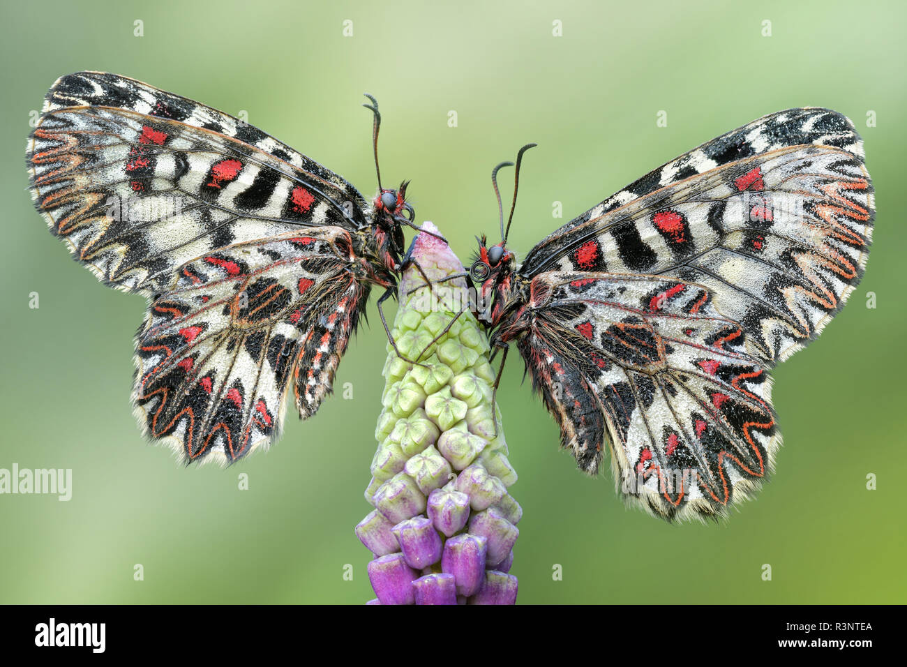 Zerynthia polyxena, par descansando sobre una yema de Muscari comosum Foto de stock