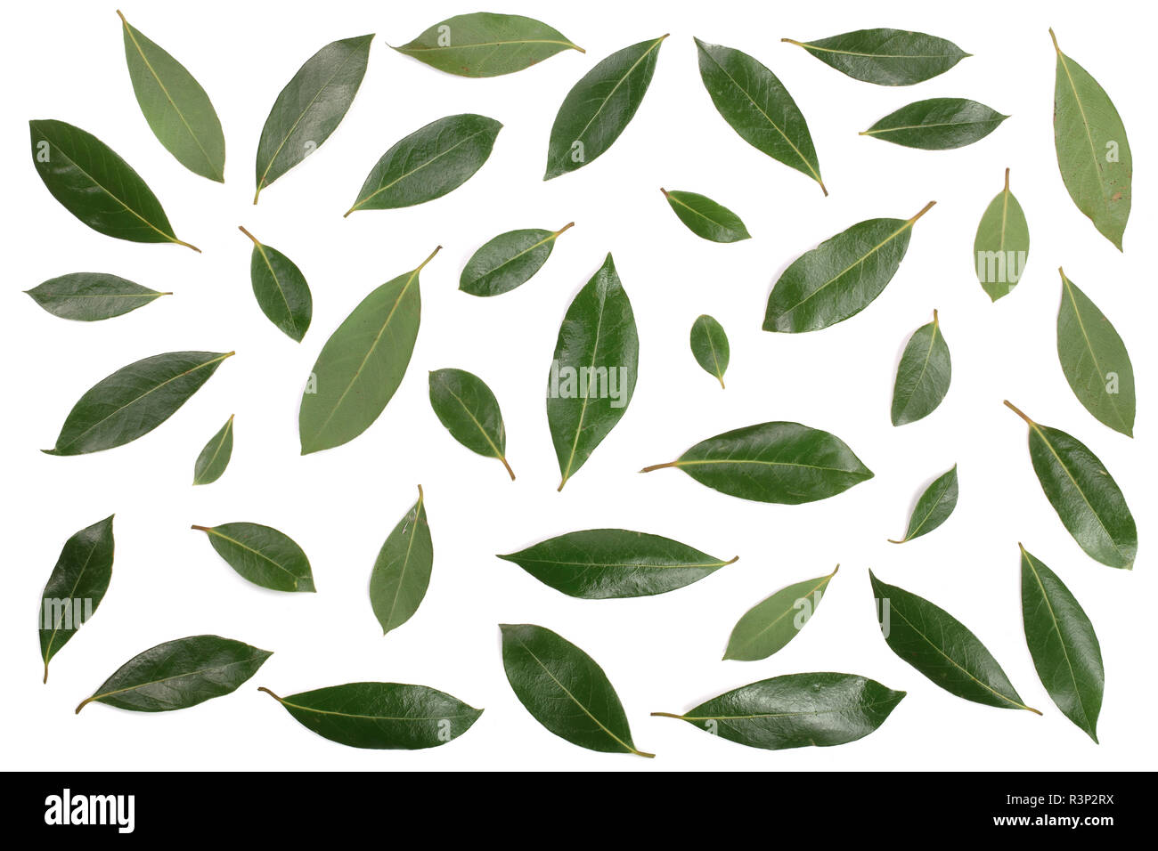 Laurel aislado sobre fondo blanco. Hojas de laurel fresco. Vista desde