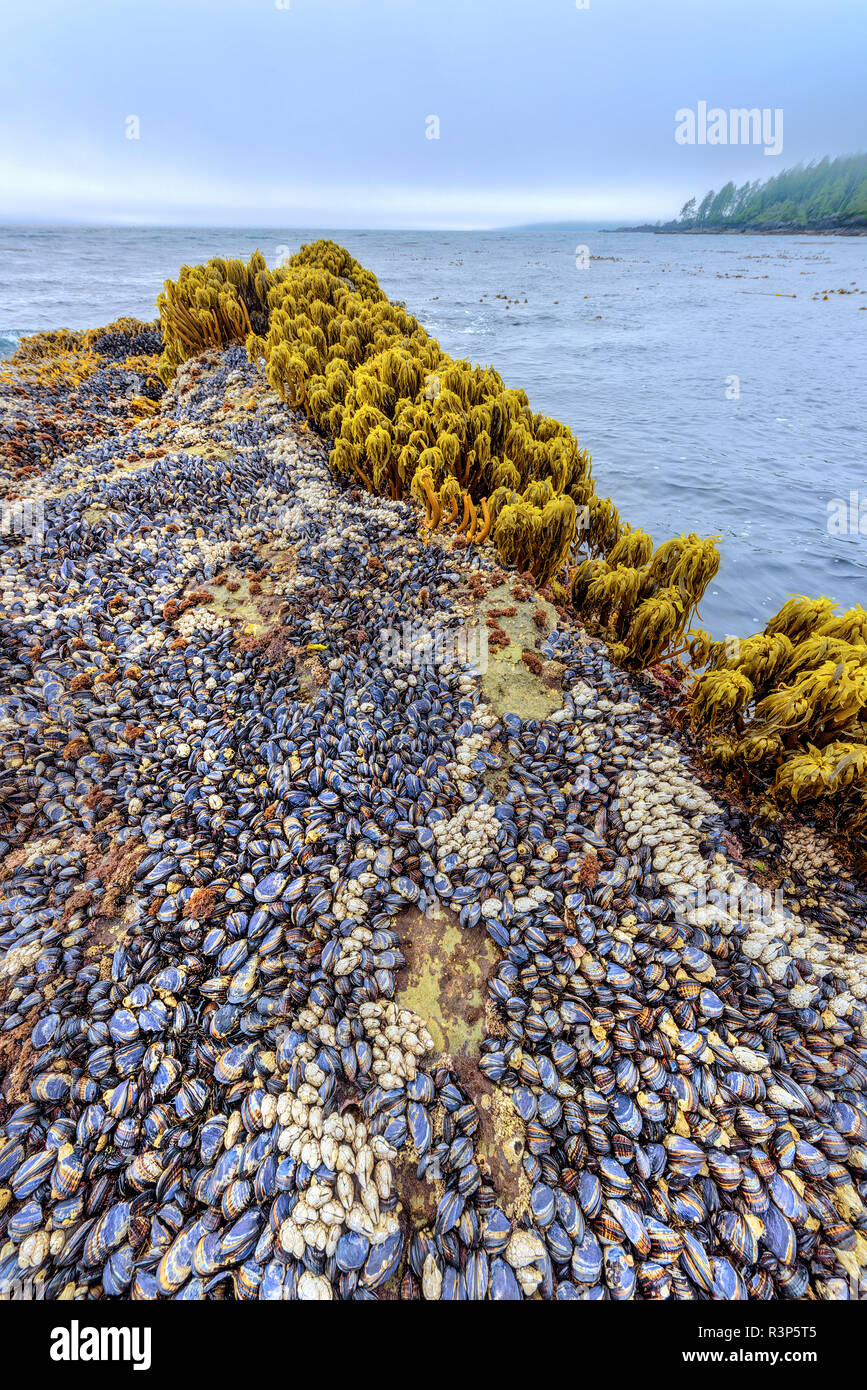 Palm Mar (Postelsia palmaeformis), mejillones y anatifes al borde del Océano Pacífico. Playa botánico Provincial Park, Port Renfrew, Isla de Vancouver, British Columbia, Canadá Foto de stock