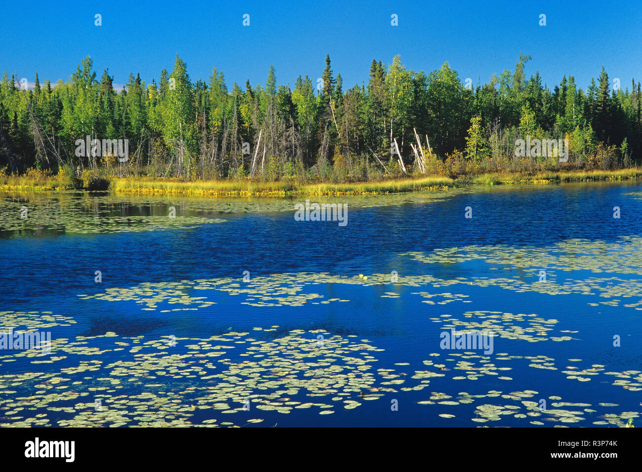 Canadá, los Territorios del Noroeste. Paisaje de estanque y bosque. Foto de stock