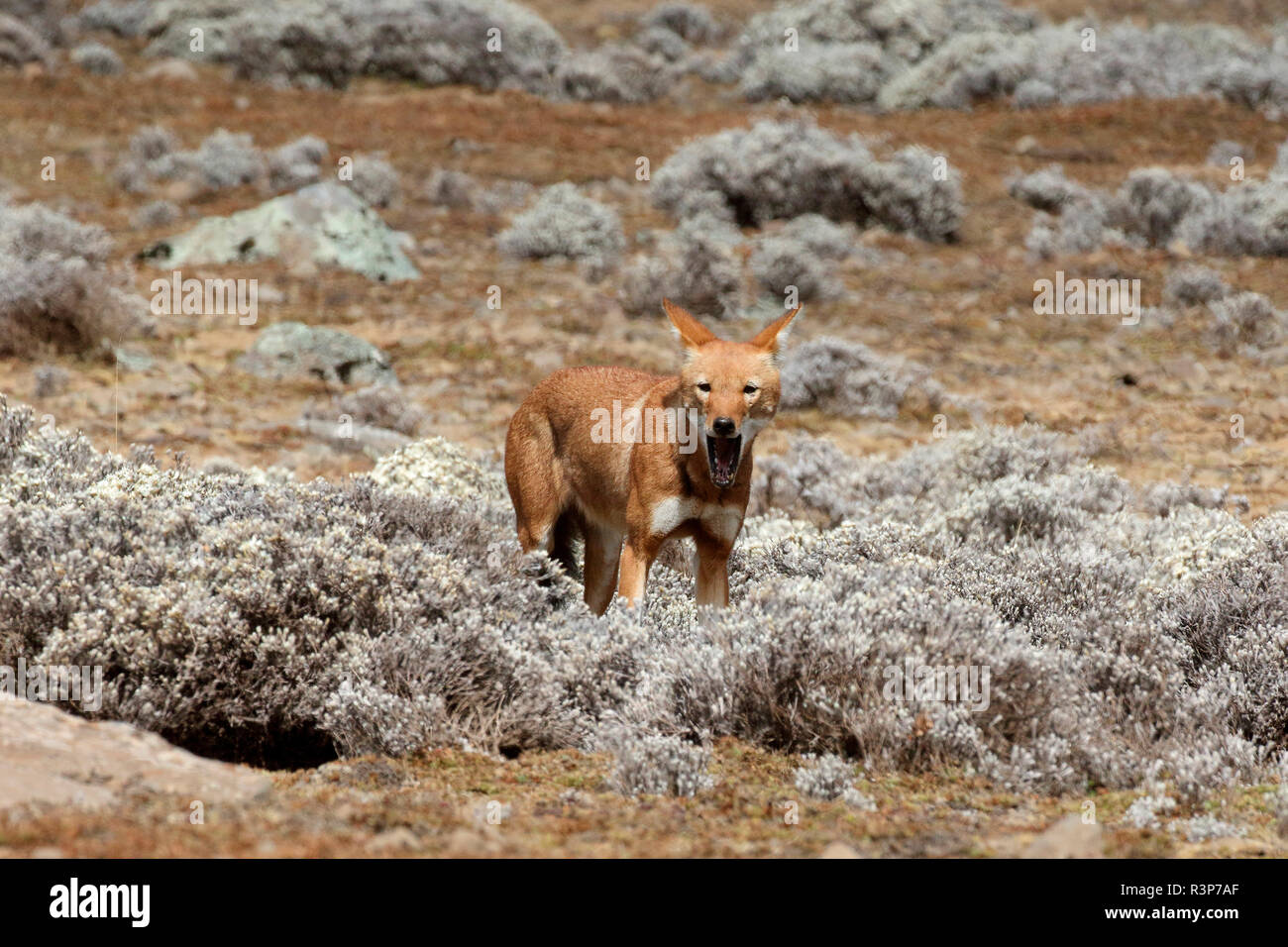 Simian chacal (Canis simensis) comiendo una rata topo entre el Cabo de Oro, las montañas Bale, Etiopía Foto de stock