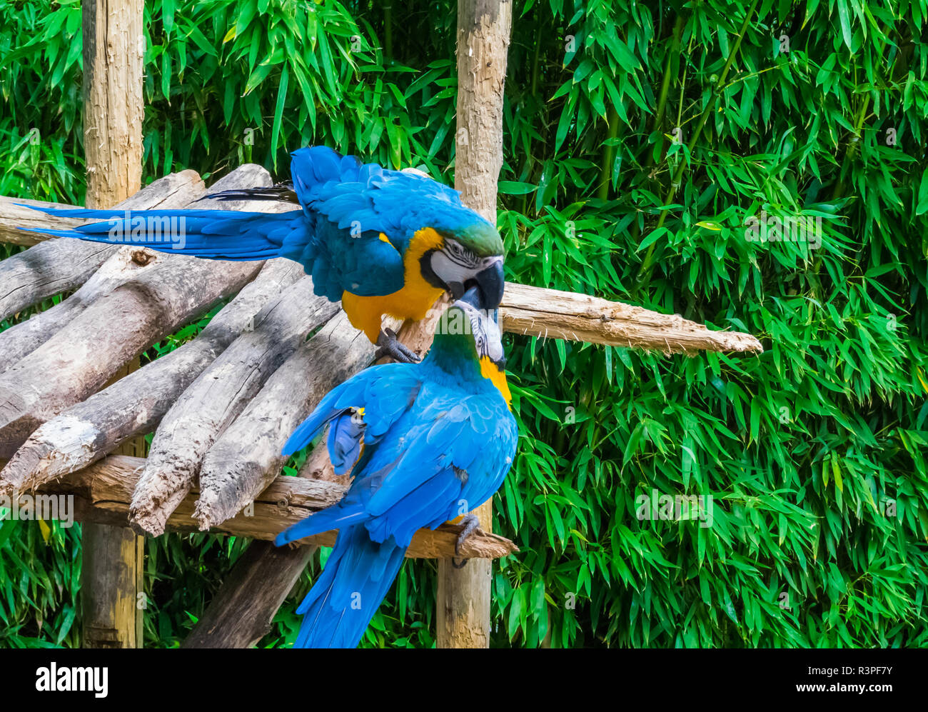 Dos loros guacamayos azules y amarillos pájaros jugando o peleando por poner sus picos en cada uno de los otros Foto de stock