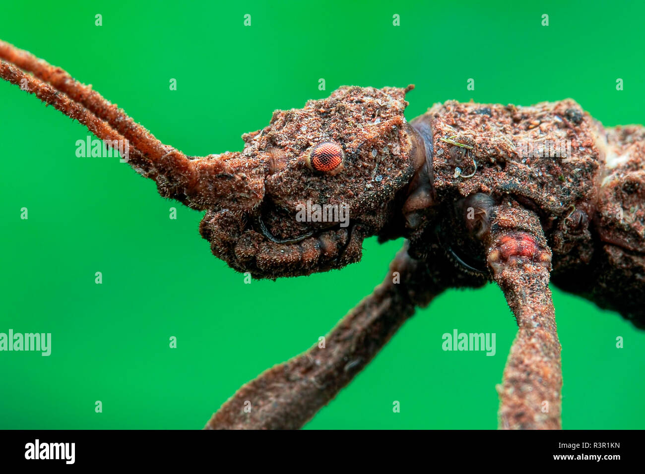 Cara de ángulo bajo la foto de un insecto palo (Phasmatodea). Foto de stock