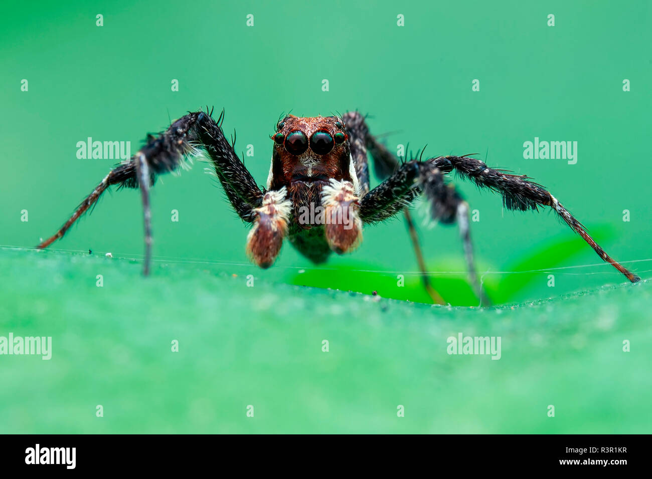 Retrato de un hombre araña saltando (Portia sp). Foto de stock