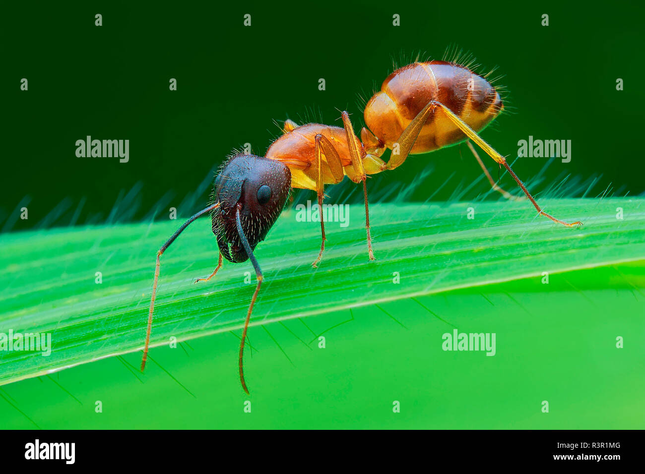 Una hormiga amarilla (siendo Camponotus sp.) en una hoja de hierba. Foto de stock