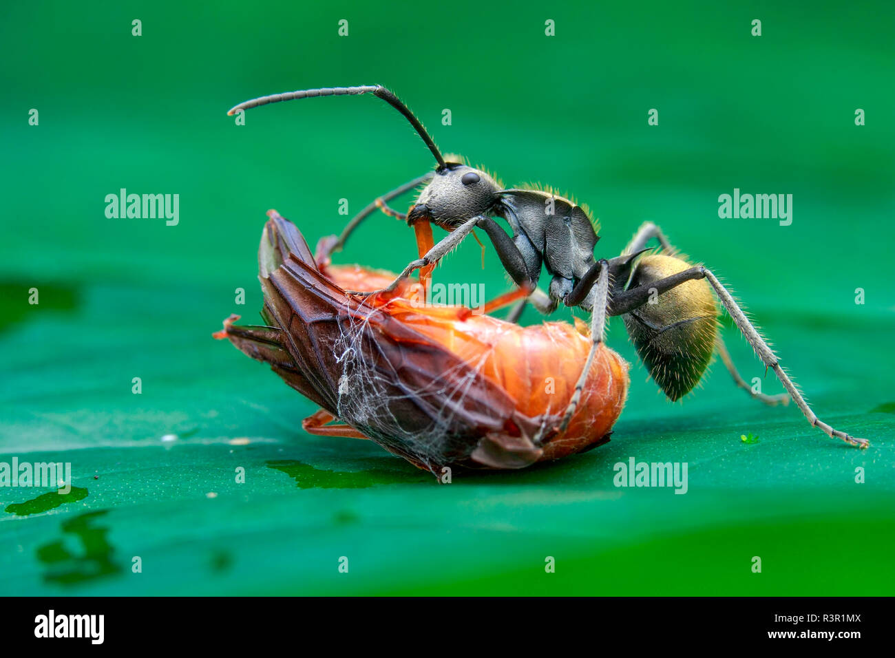 Golden espinosa (sp) ant Polyrhachis scavanging presas dejadas por spider. Foto de stock