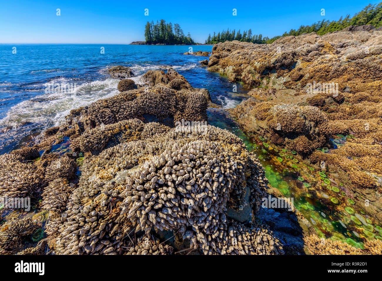 Rocas en marea baja, cubiertas con mejillones y anatifes., Pacific Rim, Tofino, al sur de la isla de Vancouver, British Columbia, Canadá Foto de stock