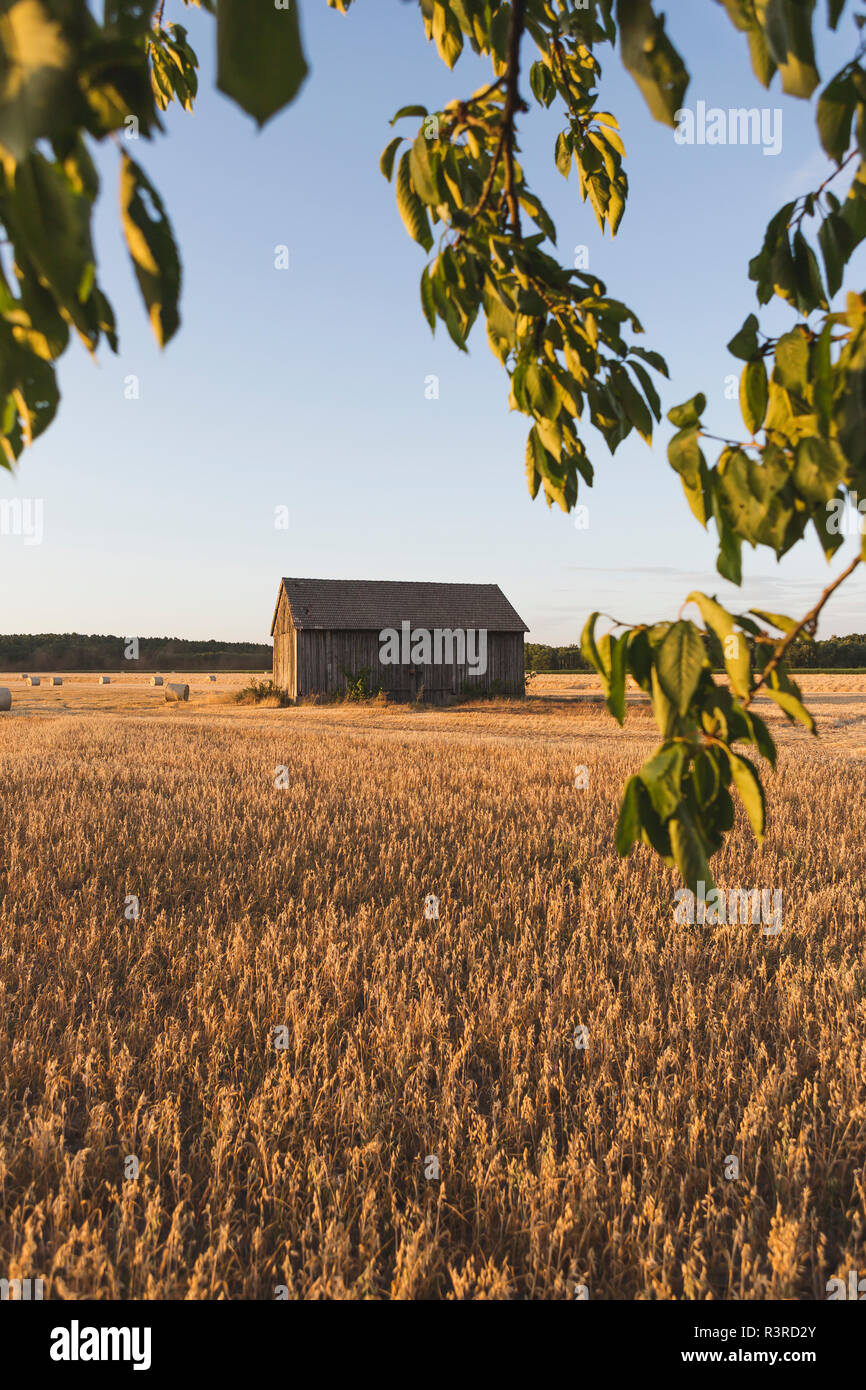 Granero en un campo en harvesttime Foto de stock
