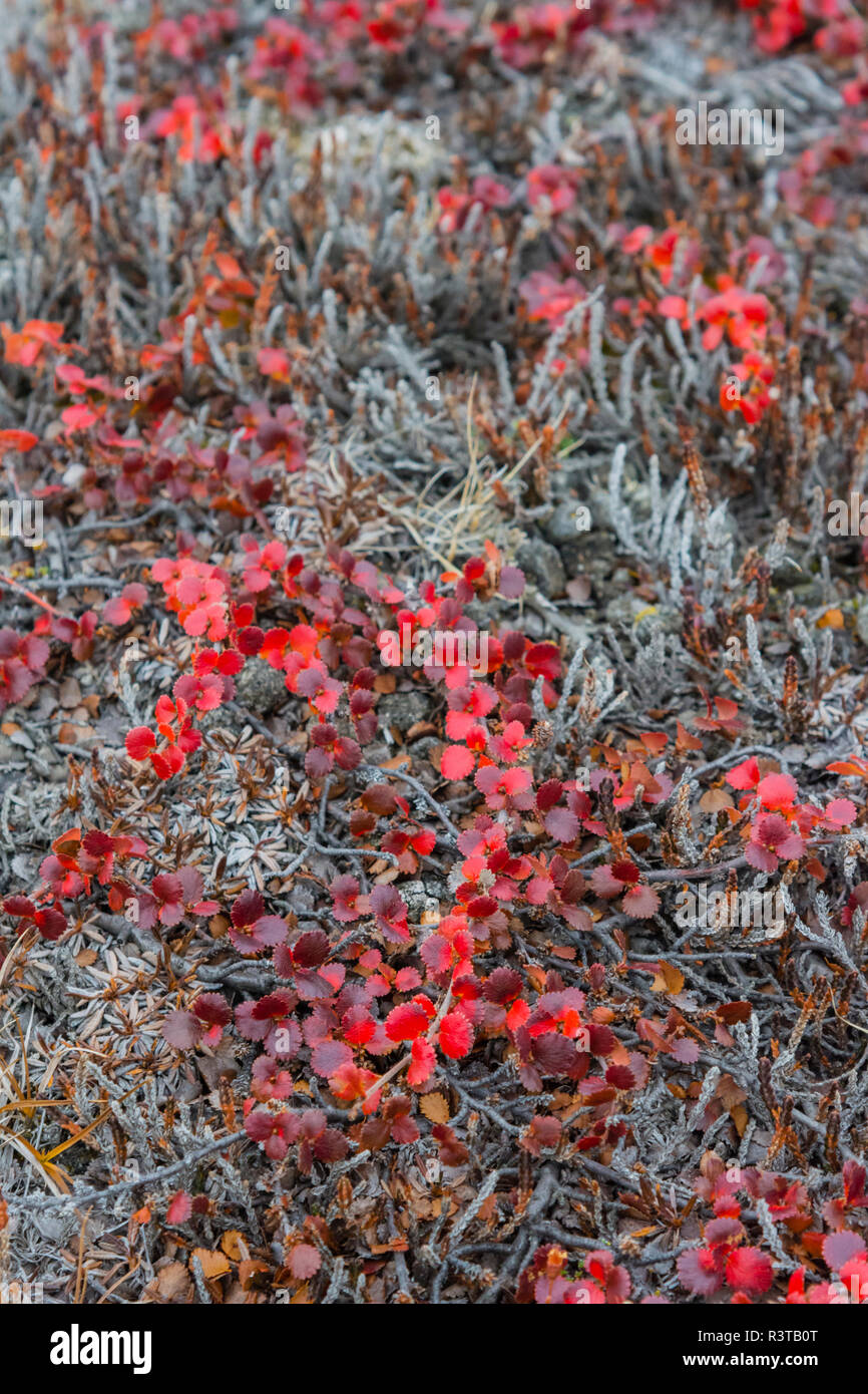 Groenlandia. Al noreste del Parque Nacional de Groenlandia, Kong Oscar fiordo. Ella Isla. El abedul enano (Betula nana). Foto de stock