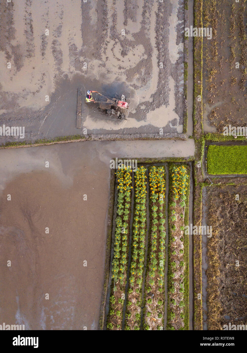 Indonesia, Bali, vista aérea del agricultor en los campos de arroz Foto de stock