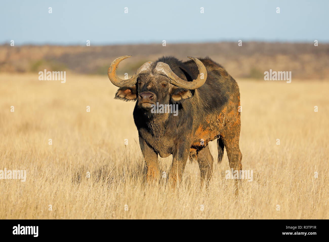Un búfalo africano (Syncerus caffer) en praderas, Mokala parque nacional, Sudáfrica Foto de stock