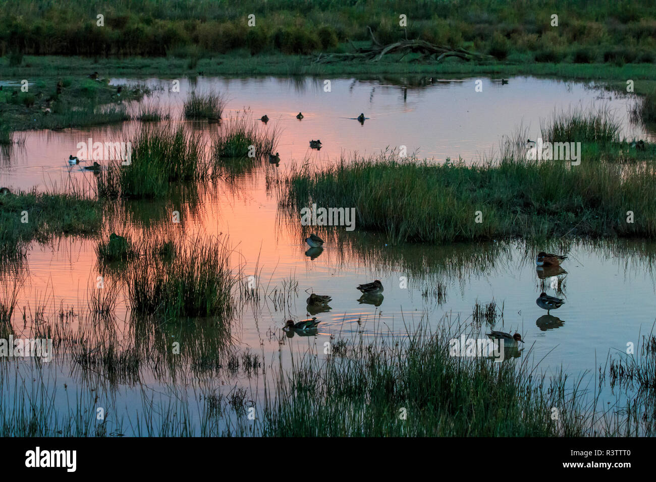 España, Islas Baleares, Mallorca, Reserva Natural de S'Albufereta. Los pájaros y el agua al