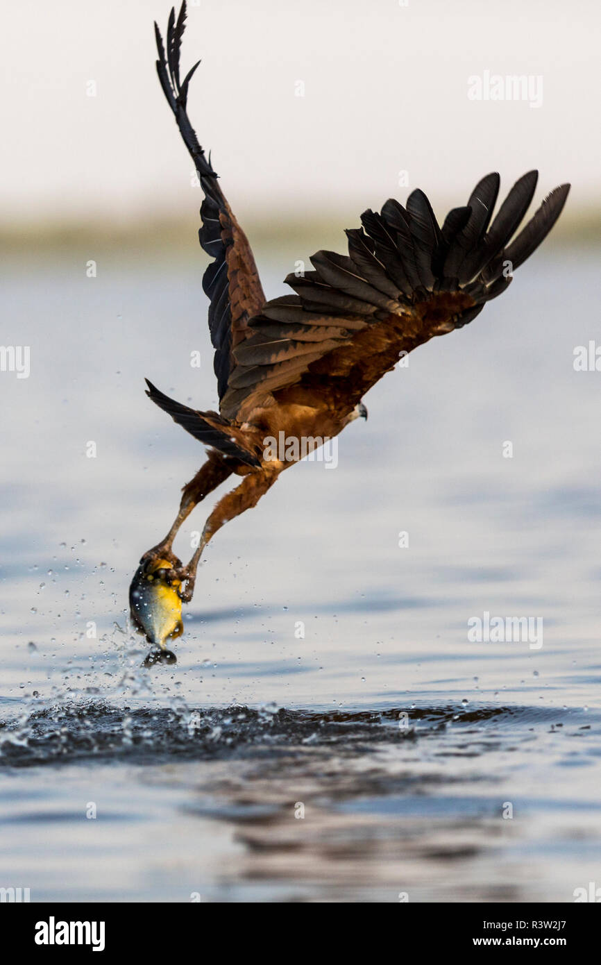 Black Collared Hawk (Busarellus nigricollis) agarra un vientre amarillo piraña en sus garras en el Pantanal brasileño Foto de stock