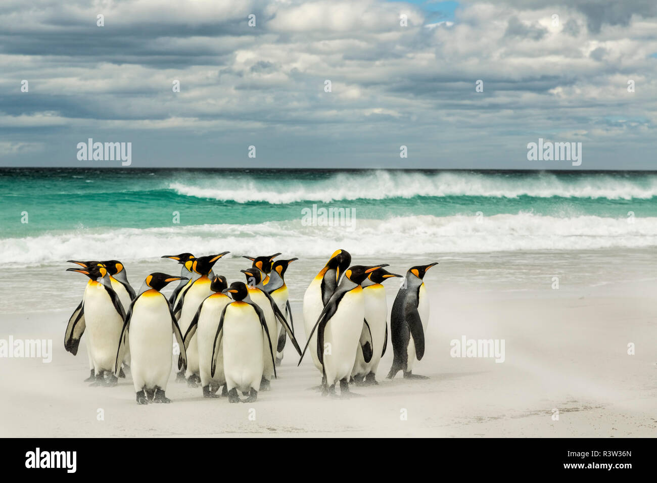 Grupo de Pingüinos rey, sobre la playa, Volunteer Point, Isla Oriental, las Islas Malvinas, Aptenodytes patagonicus Foto de stock