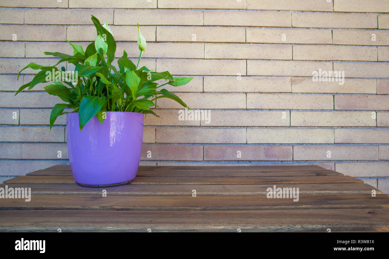 Tabla de plantas Home Garden - luz natural Fotografía de stock - Alamy