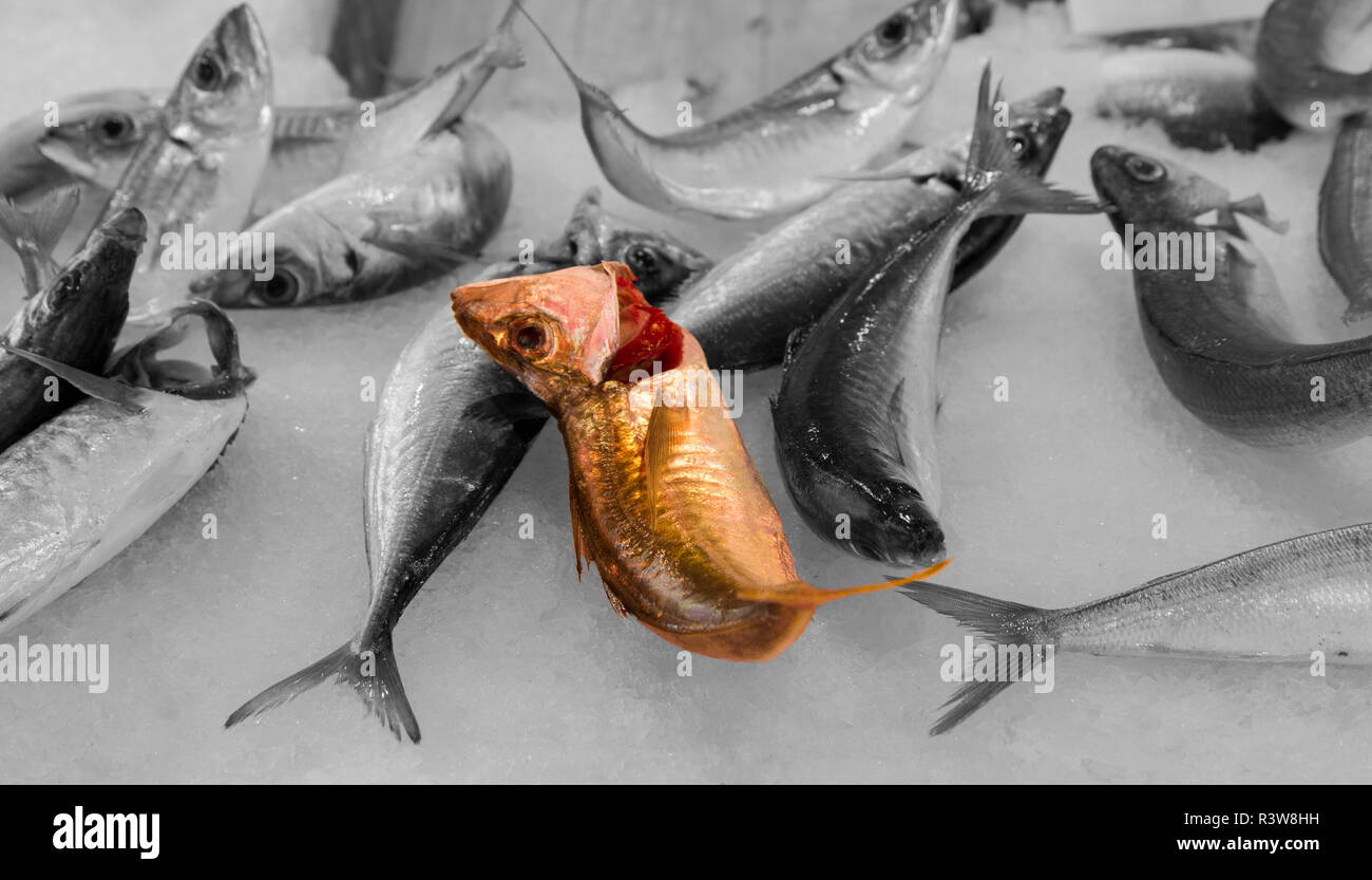 Natura morta Foto de stock