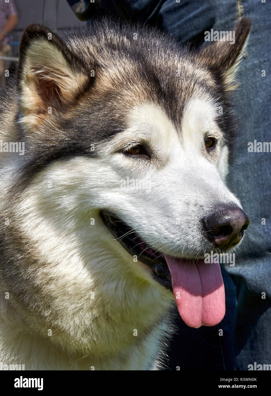 Retrato de un Alaska Malamute perro con la boca ligeramente abierta y la  lengua fuera Fotografía de stock - Alamy