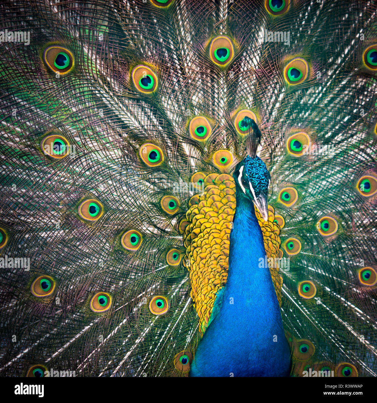 Colourful peacock fotografías e imágenes de alta resolución - Alamy