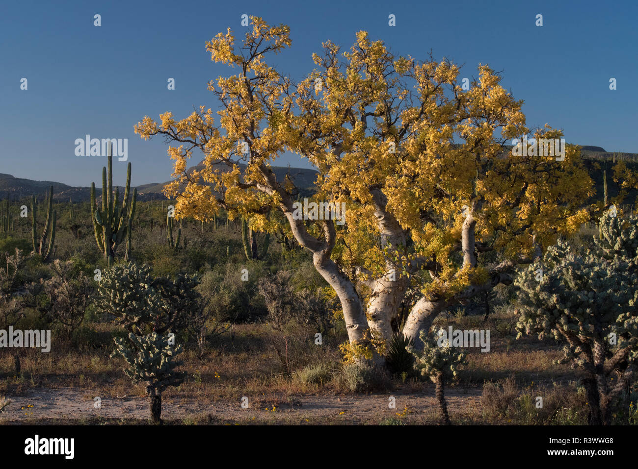 Baja California, México. Hojas amarillas sobre un árbol elefante  (Pachycormus discolor), cactus y vegetación desértica Fotografía de stock -  Alamy