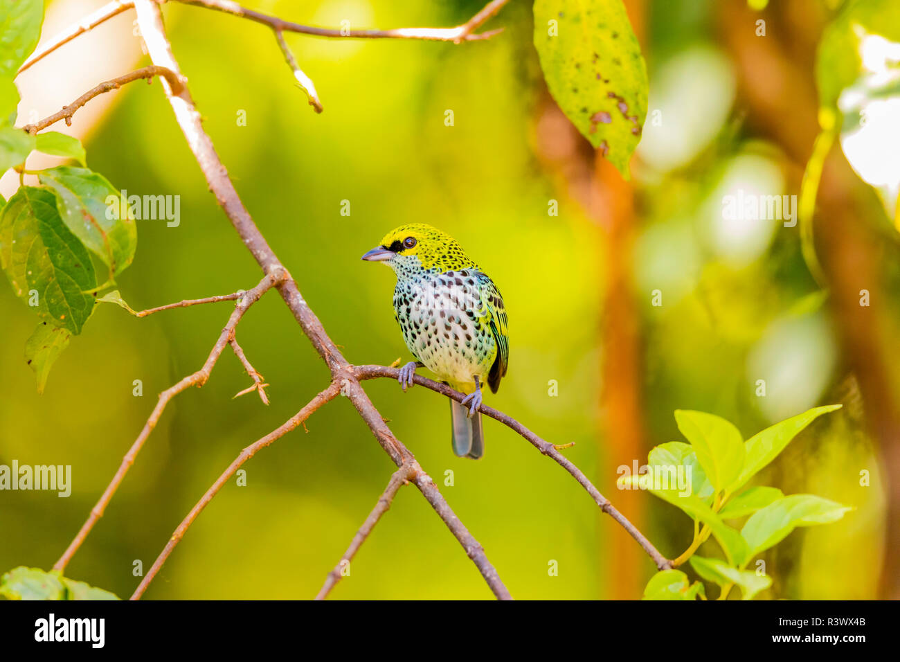 En Centroamérica, Costa Rica. Tanager moteado en el árbol. El crédito como: Fred Señor Jaynes / Galería / DanitaDelimont.com Foto de stock