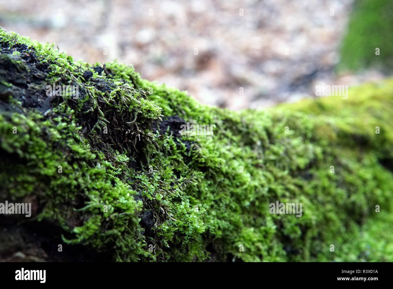 Musgo verde brillante con textura de fondo en la naturaleza. Musgo natural  sobre piedras en invierno bosque de piedra cubiertas de musgo. Hermosa  piedra cubierta de musgos y líquenes Fotografía de stock 