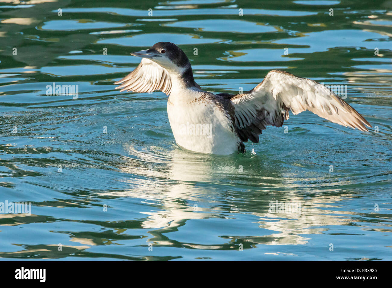 California, Estados Unidos, San Luis Obispo. Common loon wing stretch. Foto de stock